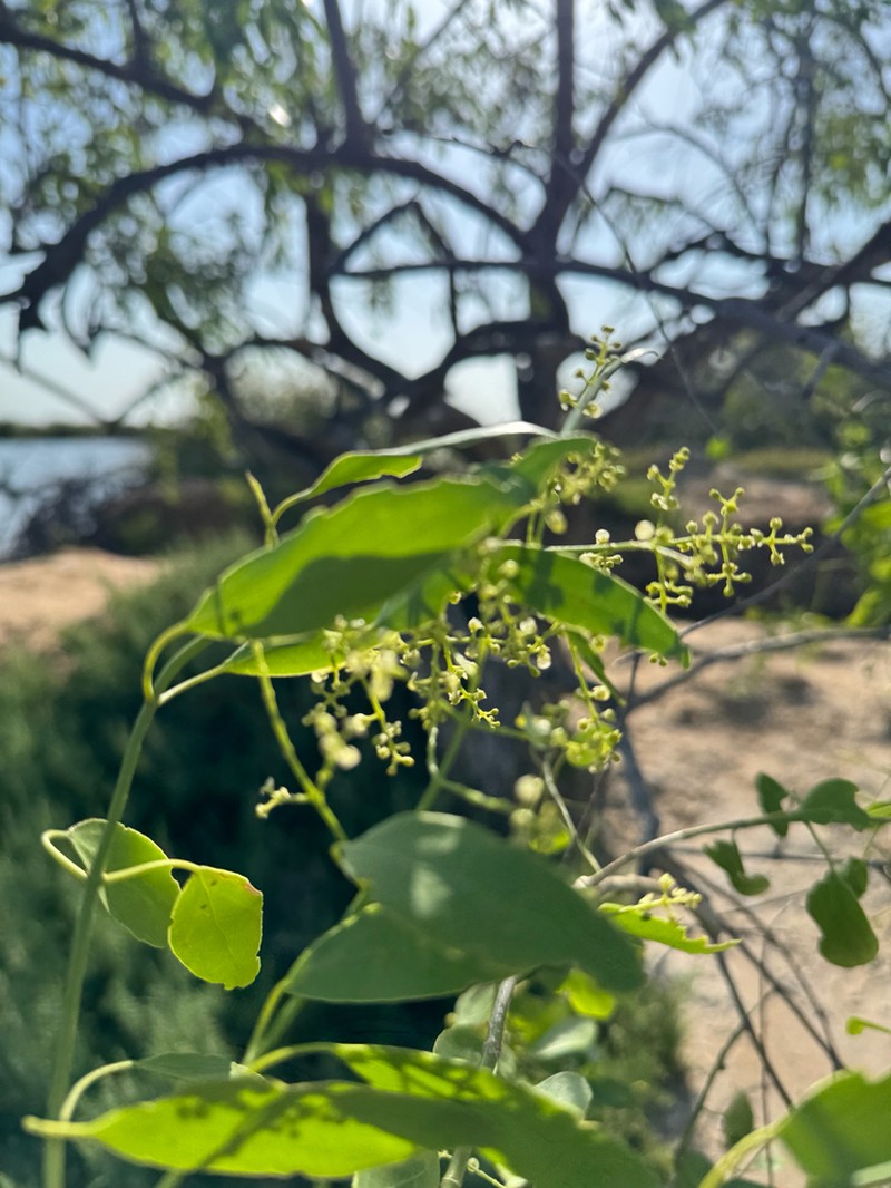 Salvadora alii photo 3