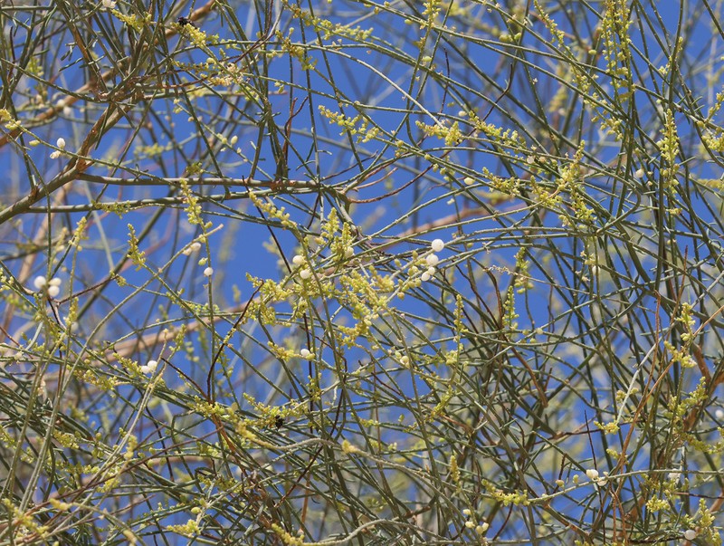 Salvadora alii photo 4