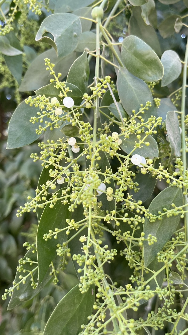 Salvadora alii photo 5