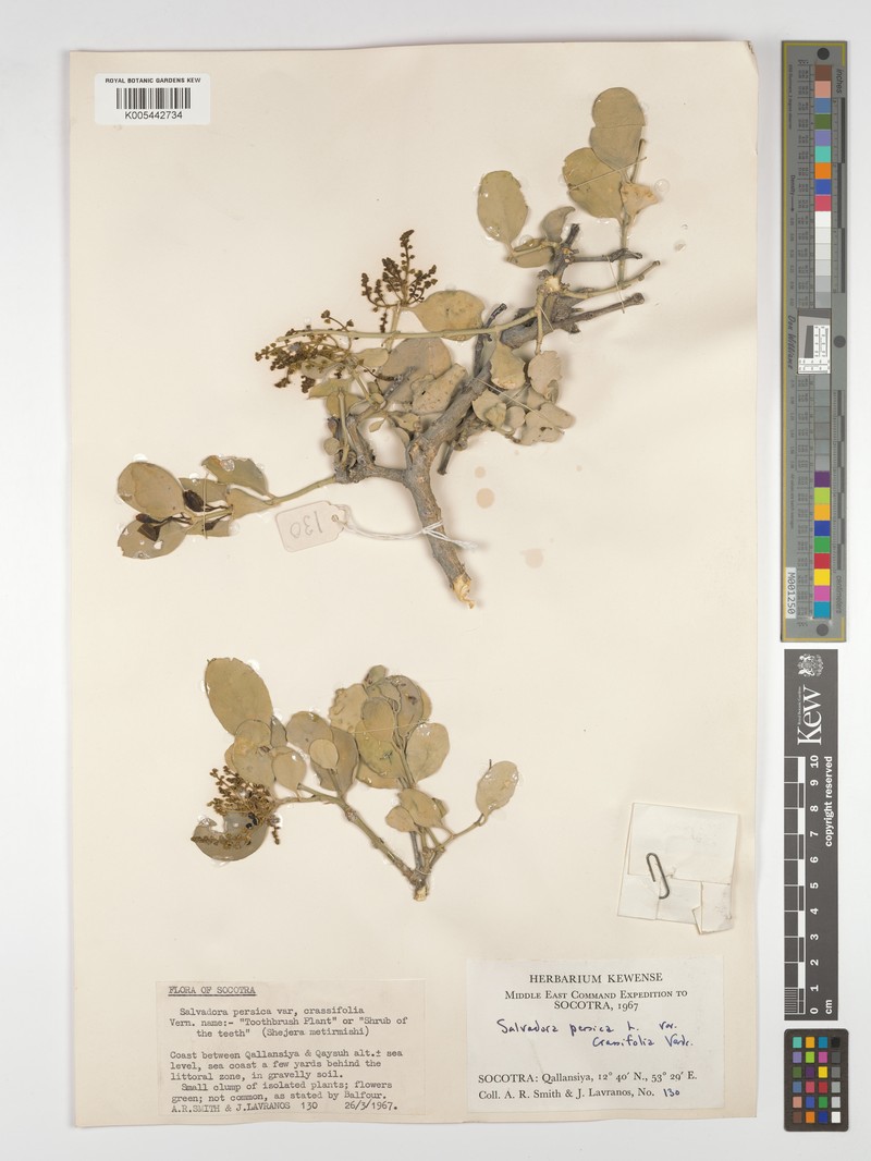 Salvadora persica var. crassifolia