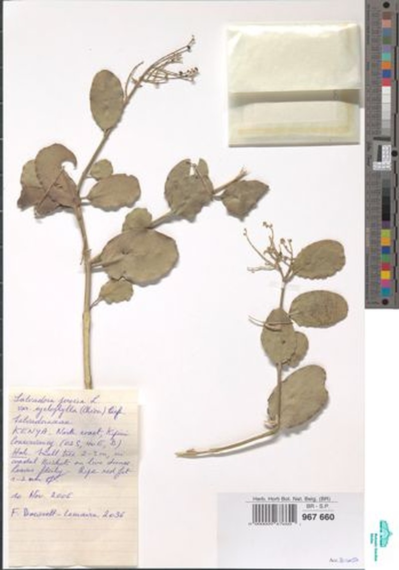 Salvadora persica var. cyclophylla
