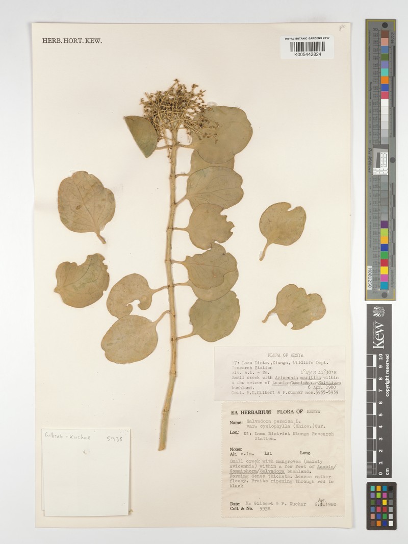Salvadora persica var. cyclophylla photo 2