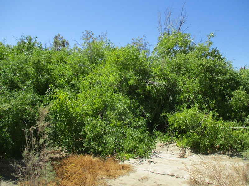 Salvadora persica var. persica