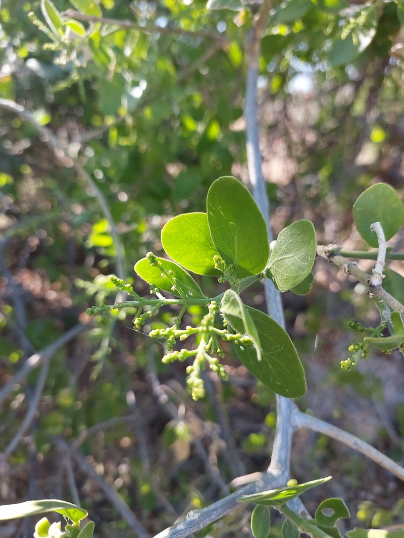 Salvadora persica var. persica photo 2