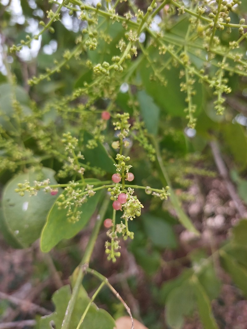 Salvadora persica var. persica photo 3