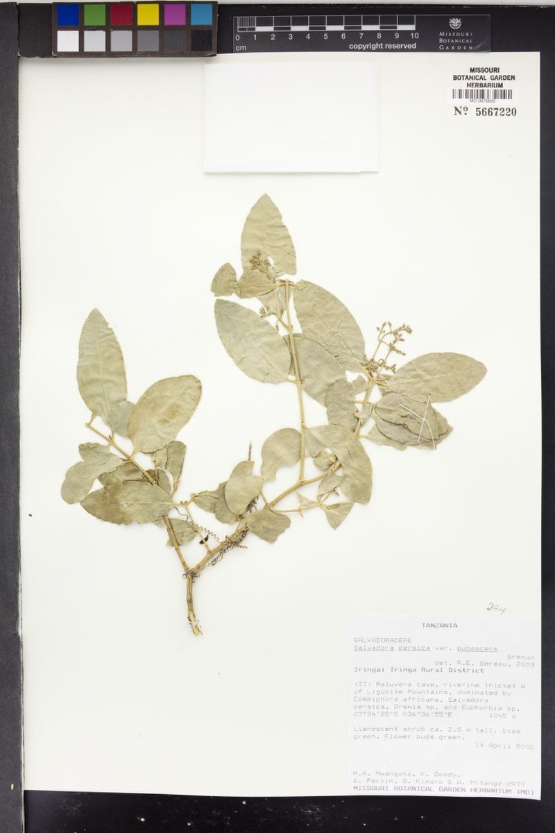 Salvadora persica var. pubescens
