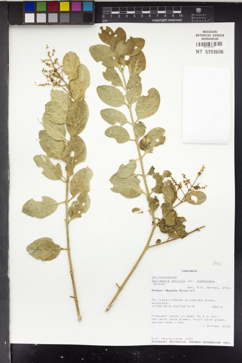 Salvadora persica var. pubescens photo 2