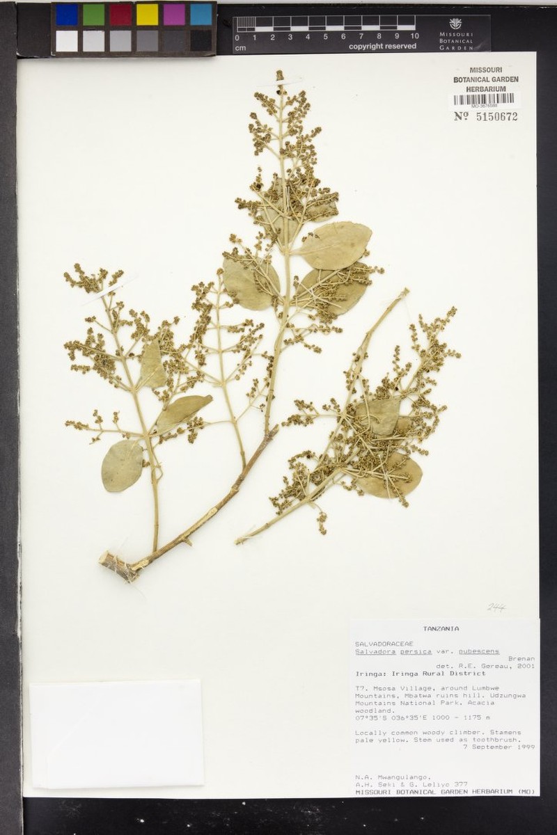 Salvadora persica var. pubescens photo 3