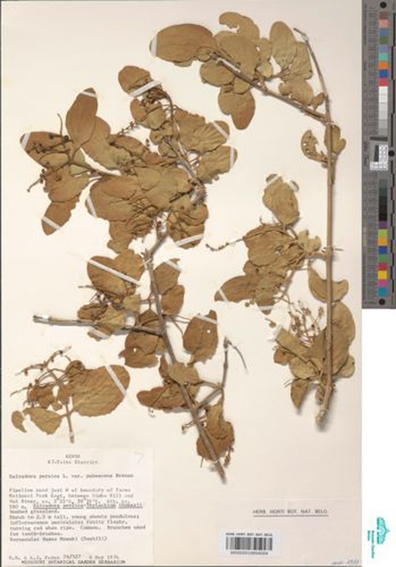 Salvadora persica var. pubescens photo 4