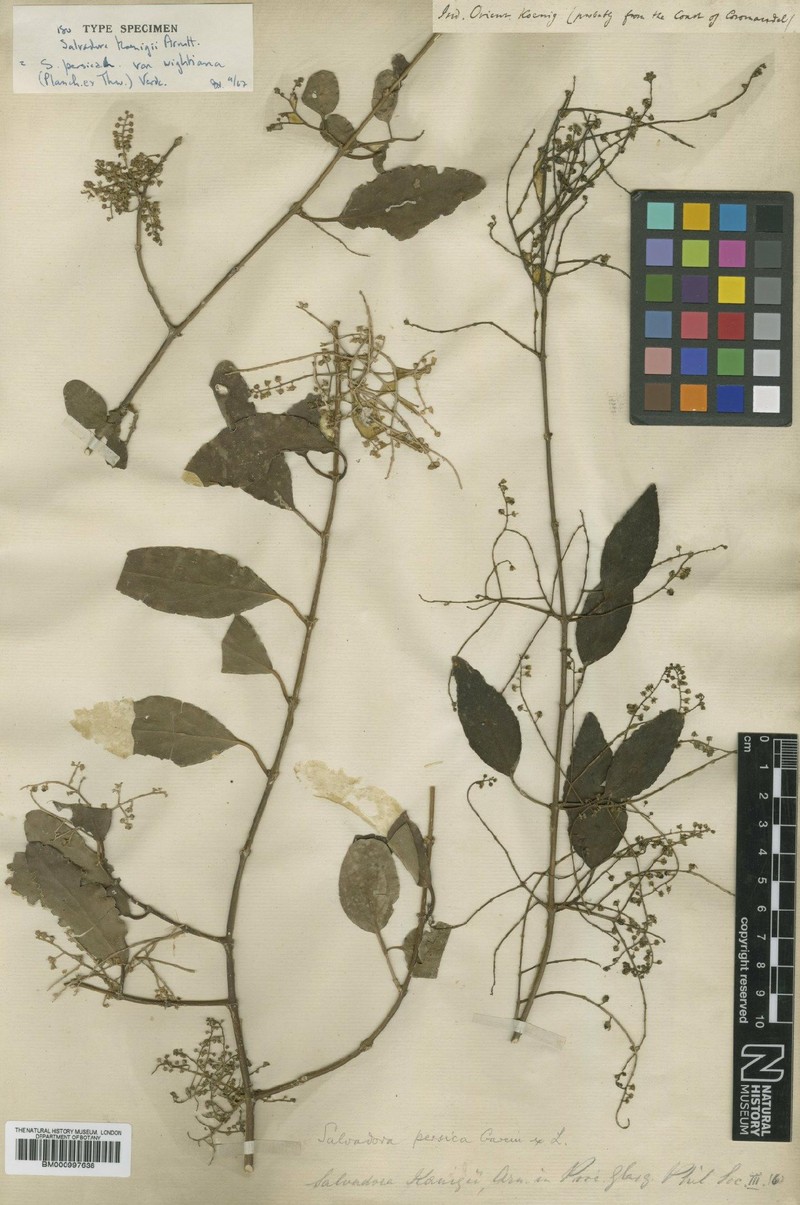 Salvadora persica var. wightiana