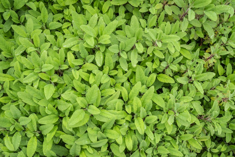 Sage