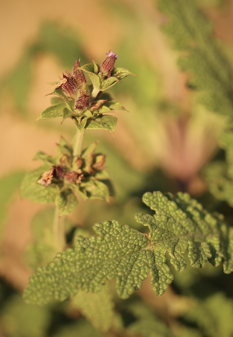 Sage photo 4