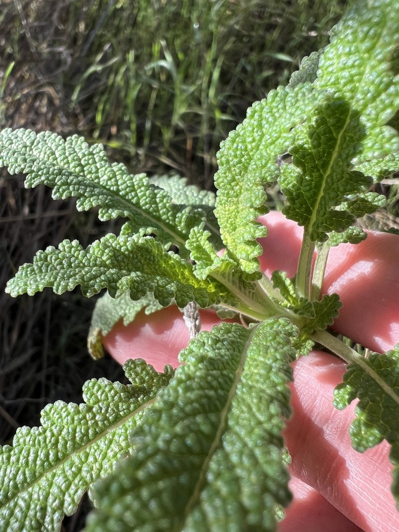Sage photo 5