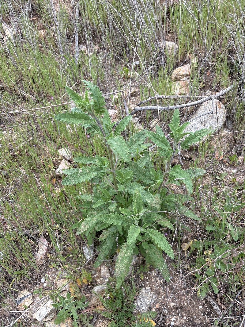 Sage photo 6