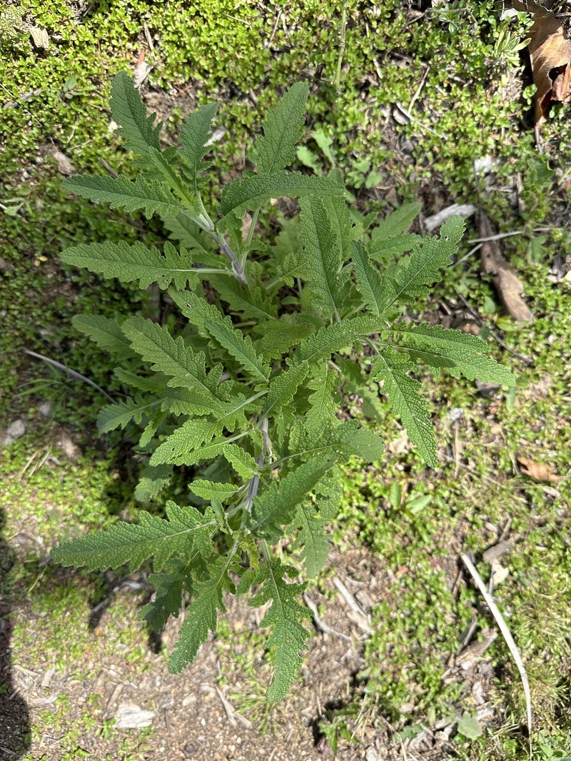 Sage photo 7