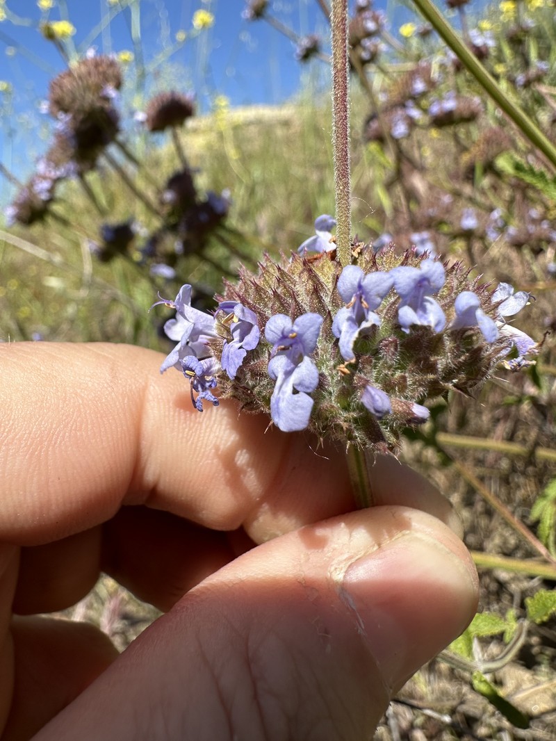 Sage photo 8