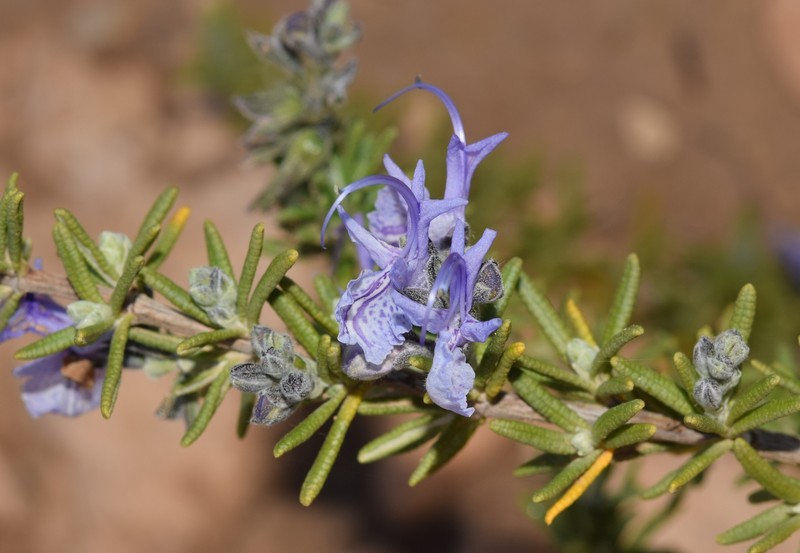 Salvia × lavandulacea