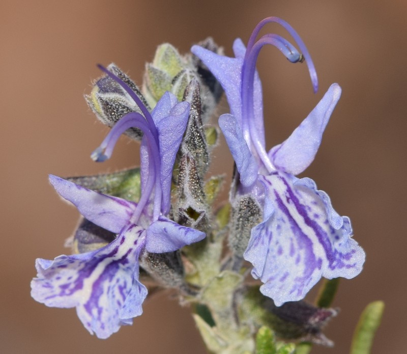 Salvia × lavandulacea photo 2
