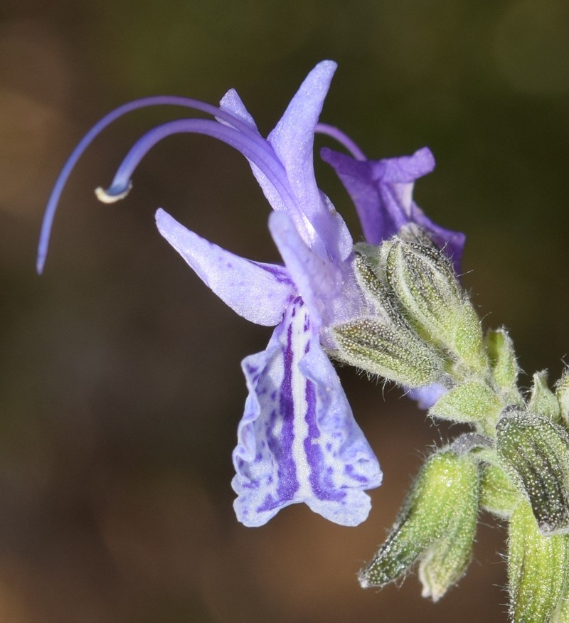 Salvia × lavandulacea photo 3