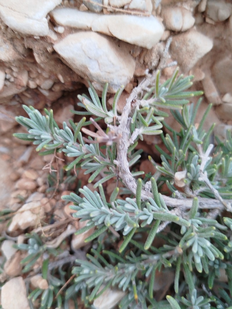 Salvia × mendizabalii photo 2