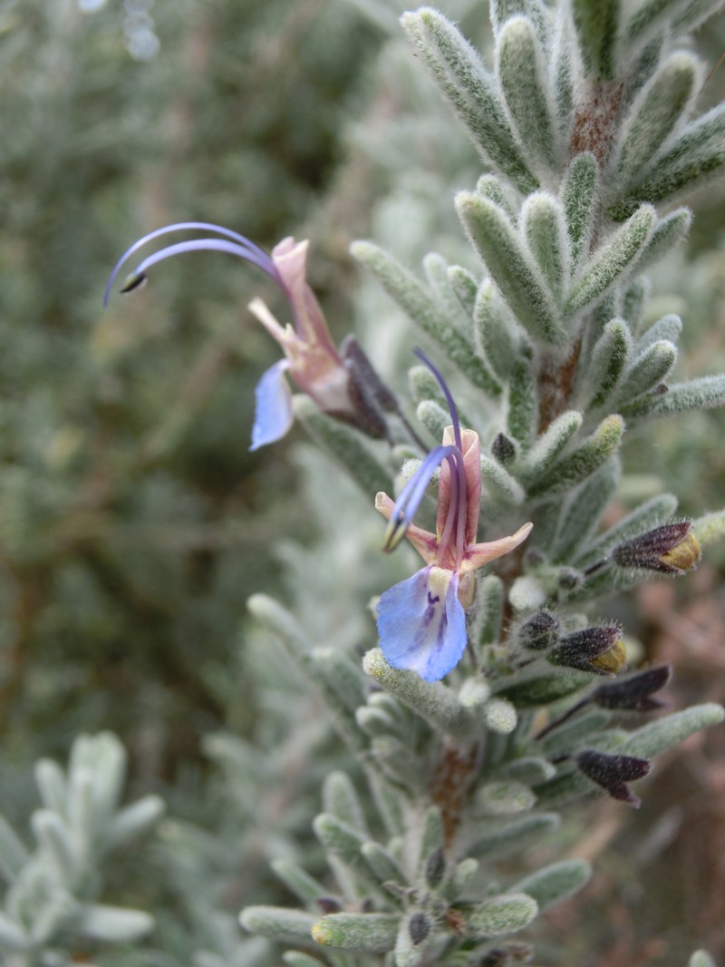 Salvia × mendizabalii