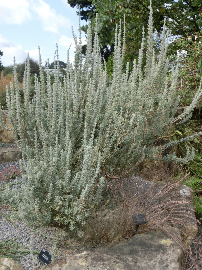 Salvia × mendizabalii photo 4