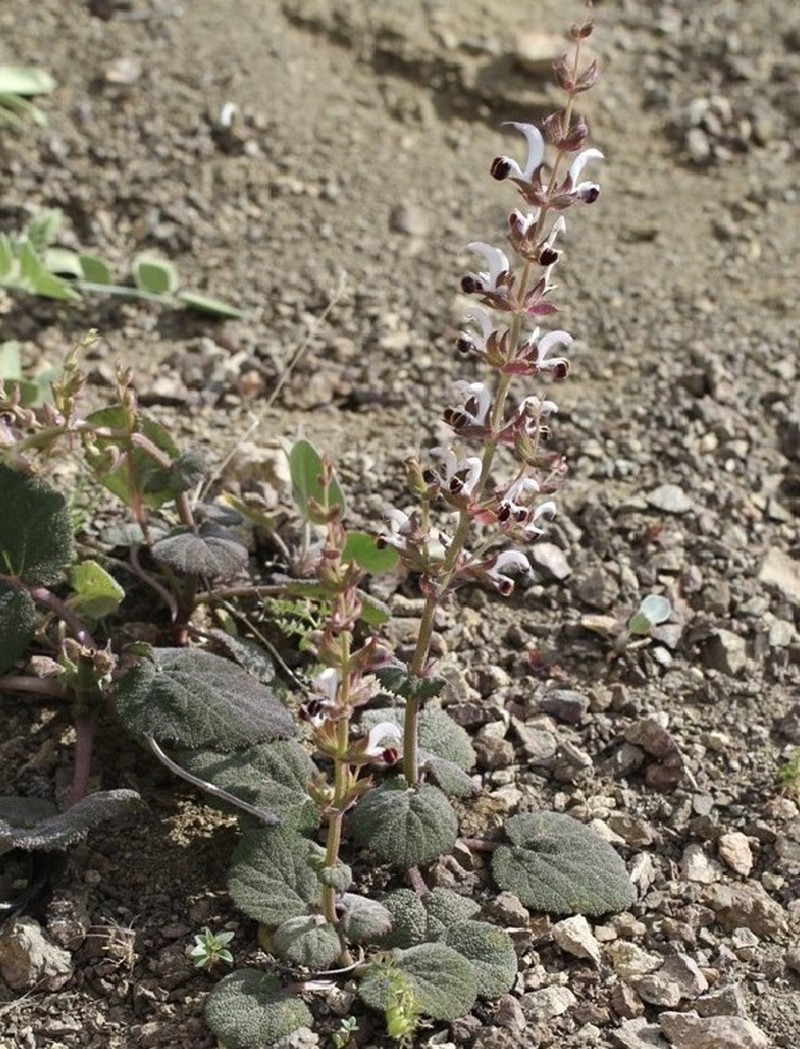 Salvia adiyamanensis