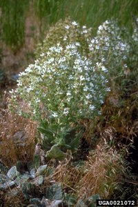 Mediterranean Sage