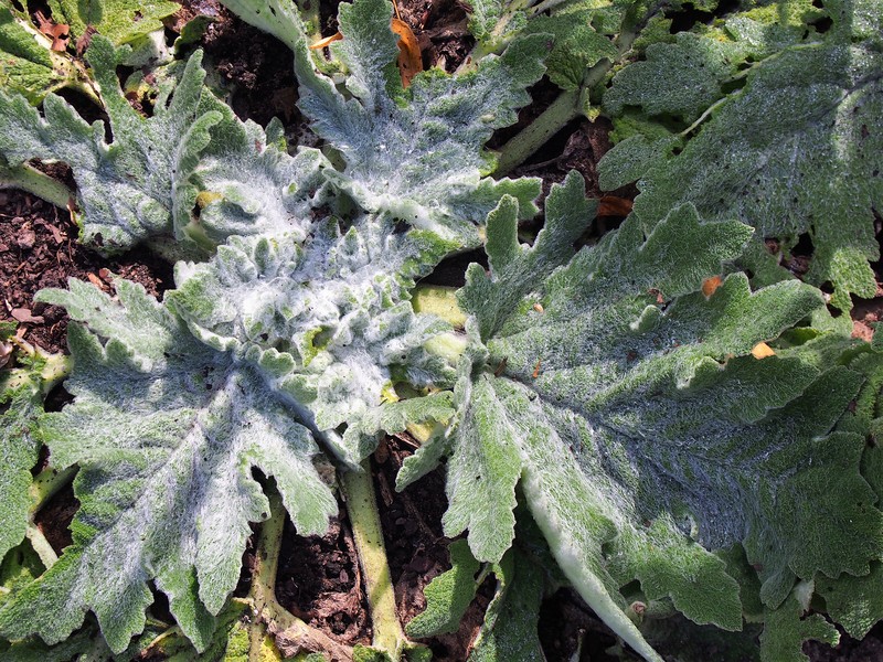 Mediterranean Sage photo 2