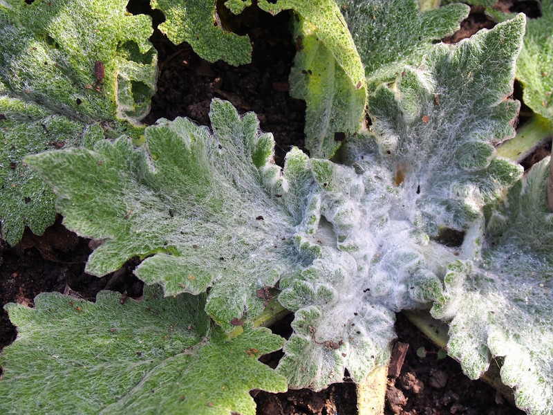 Mediterranean Sage photo 3