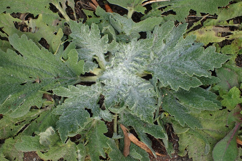 Mediterranean Sage photo 4