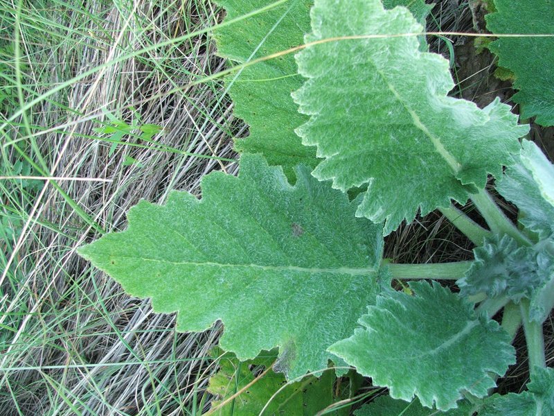 Mediterranean Sage photo 5