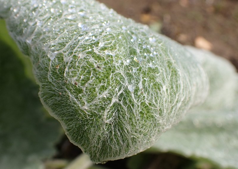 Mediterranean Sage photo 6