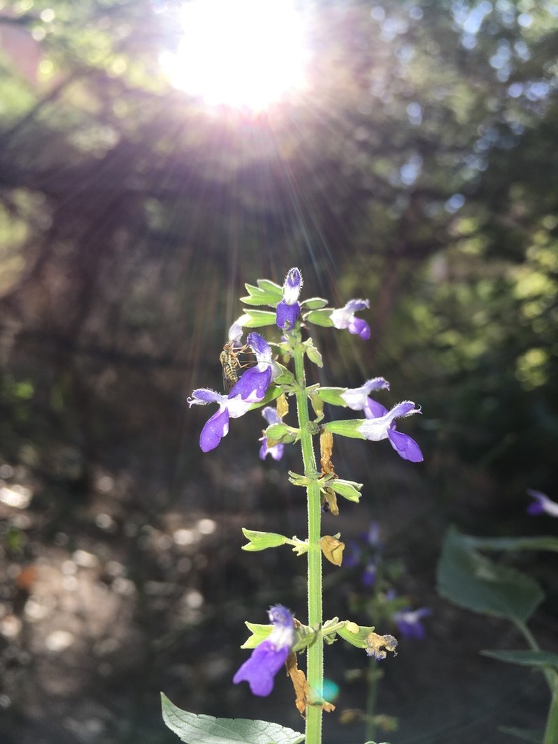 Santa Catalina Mountain Sage