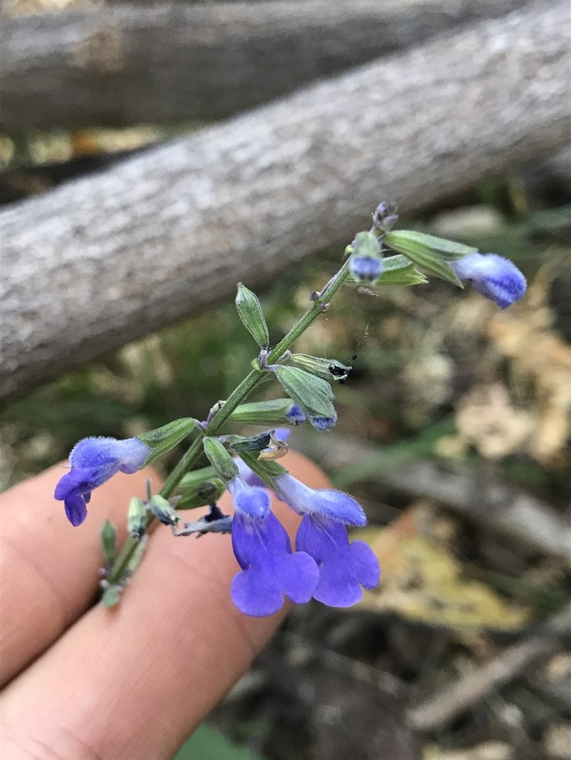 Santa Catalina Mountain Sage photo 2