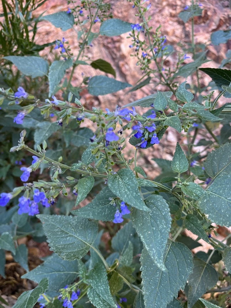 Santa Catalina Mountain Sage photo 5