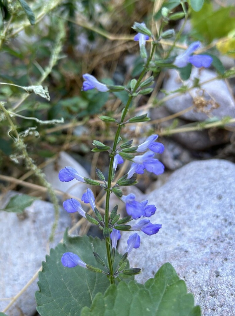 Santa Catalina Mountain Sage photo 7