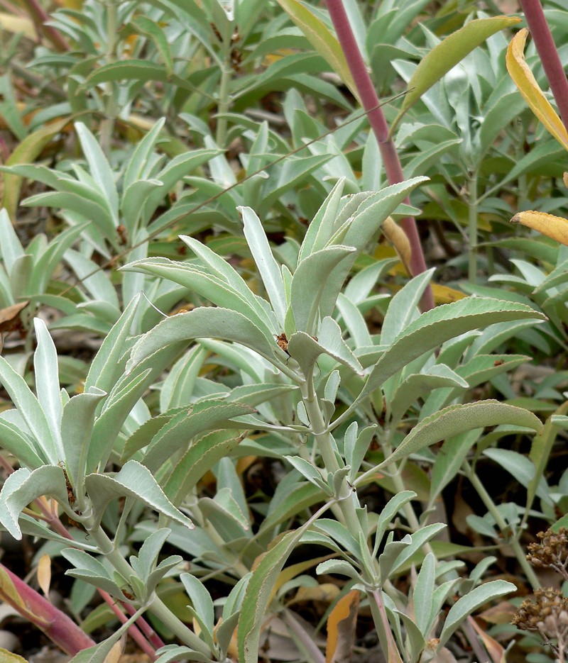 White Sage photo 2