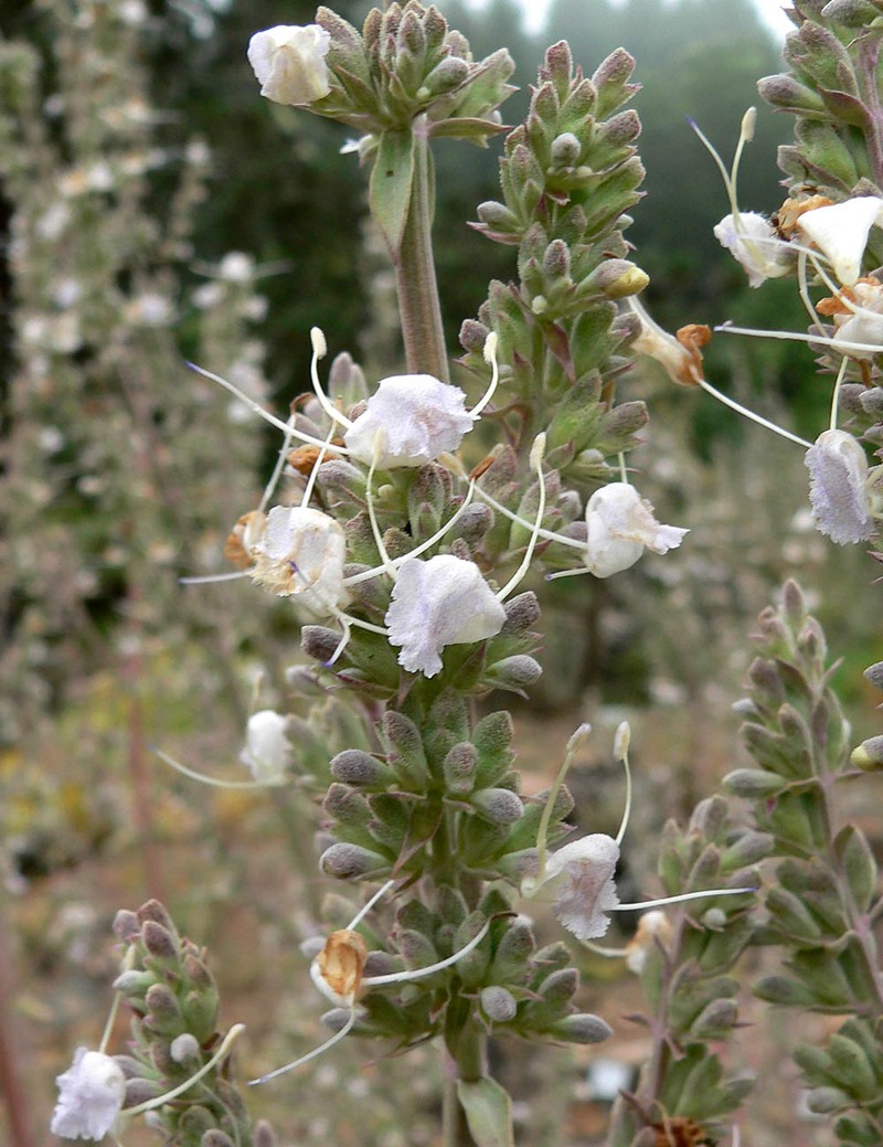 White Sage photo 3