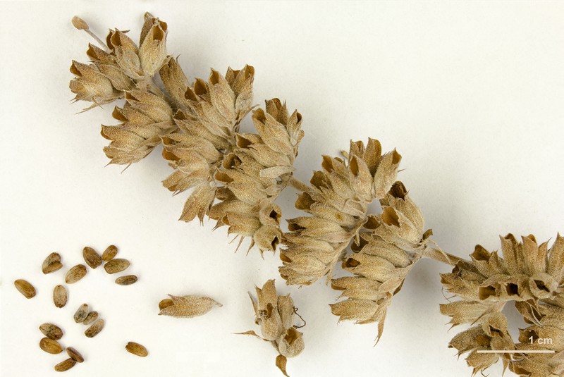 White Sage photo 4