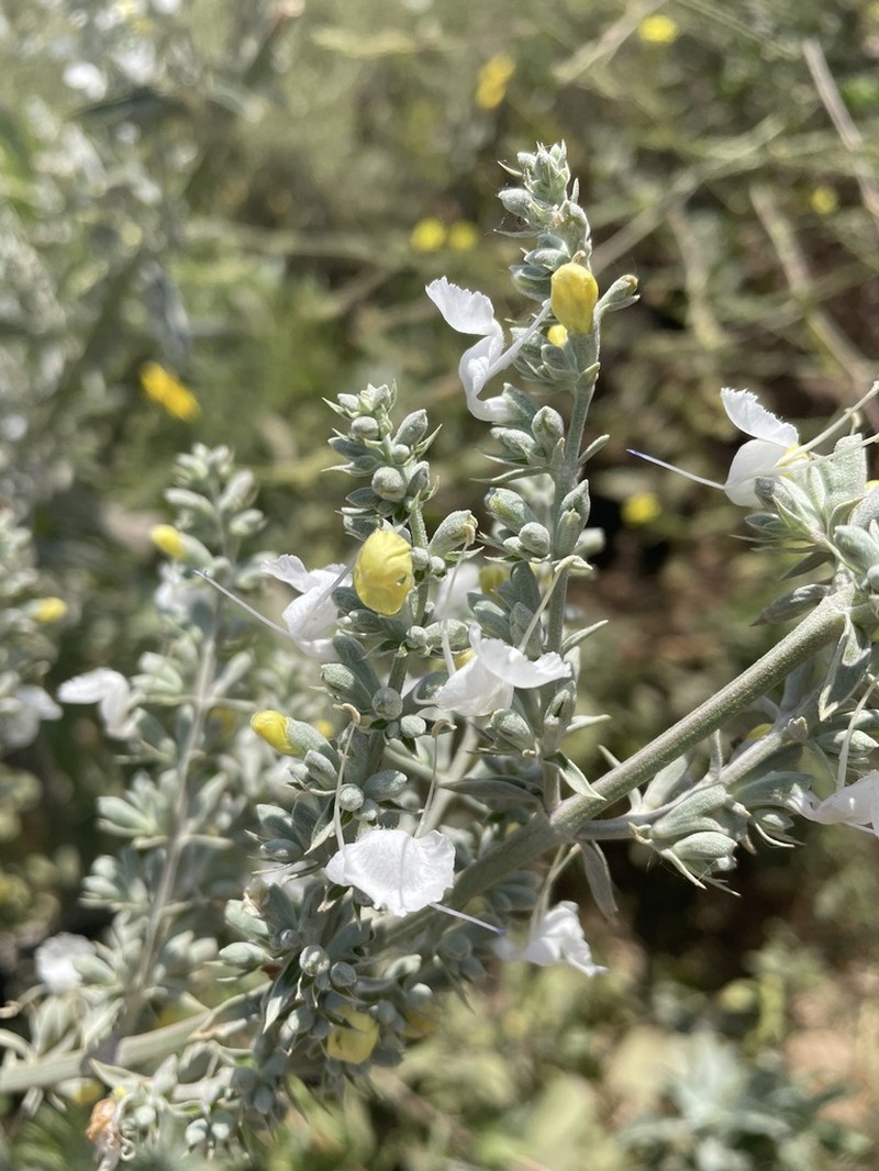 White Sage photo 5