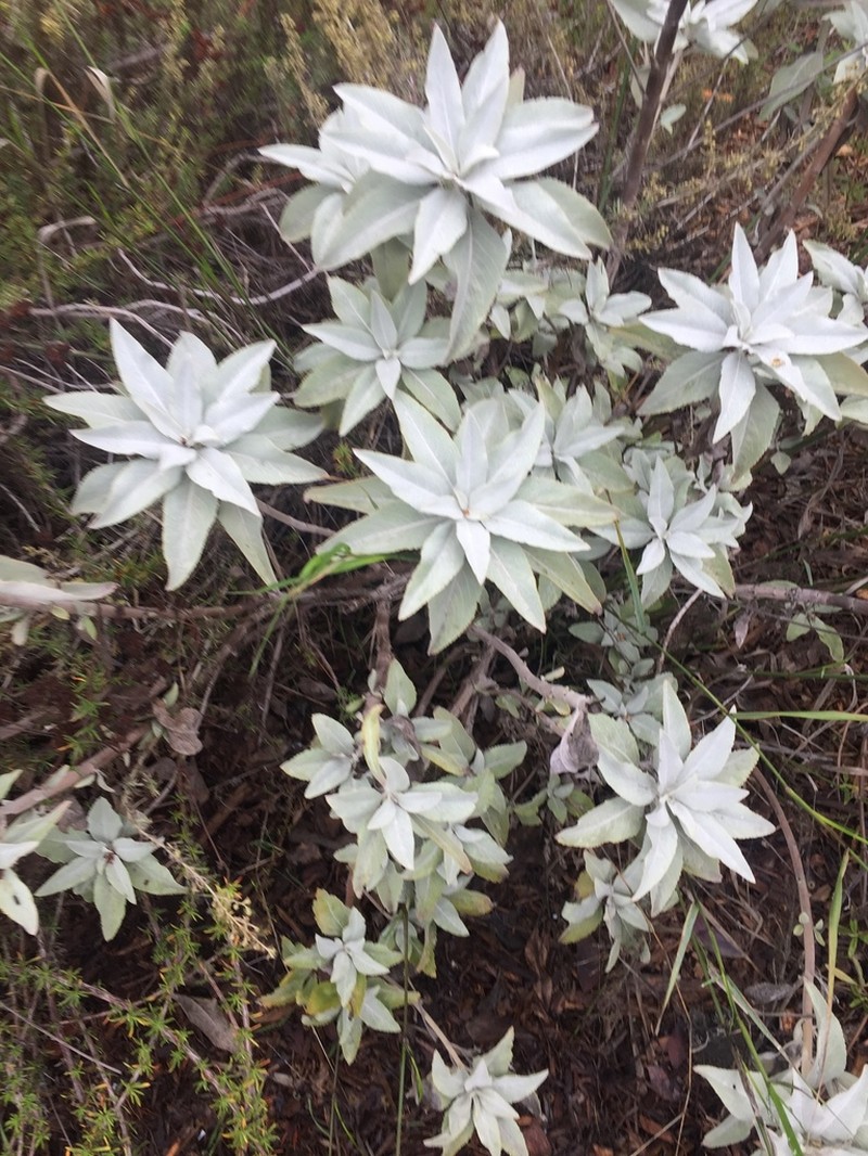 White Sage photo 6