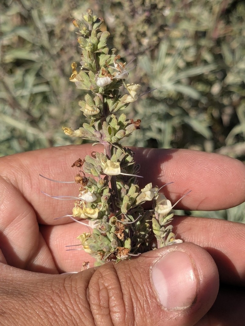White Sage photo 7
