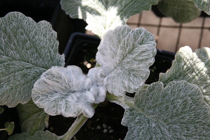 Silver Sage photo 4