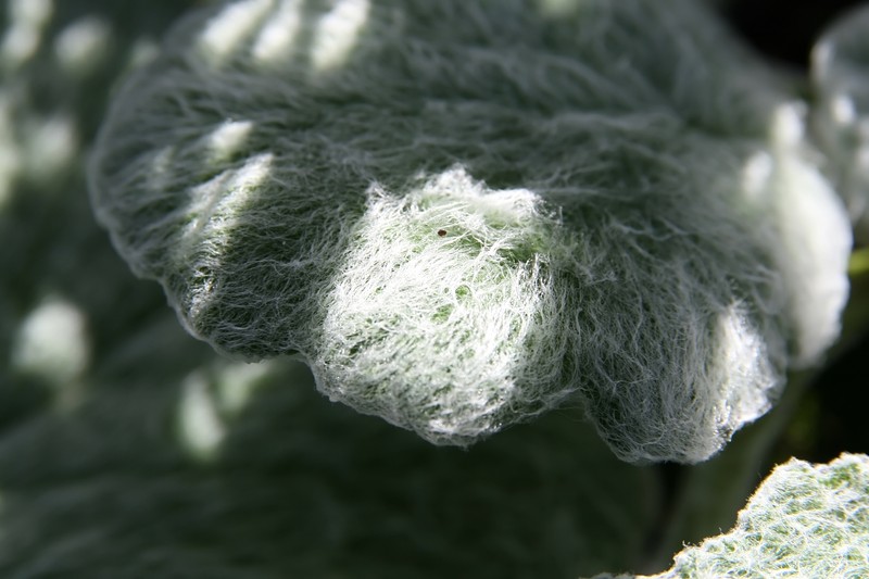 Silver Sage photo 5