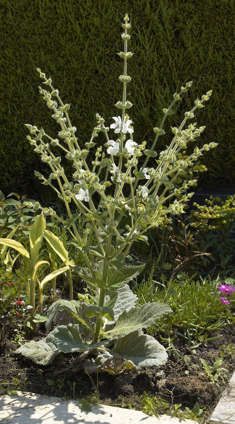 Silver Sage photo 6