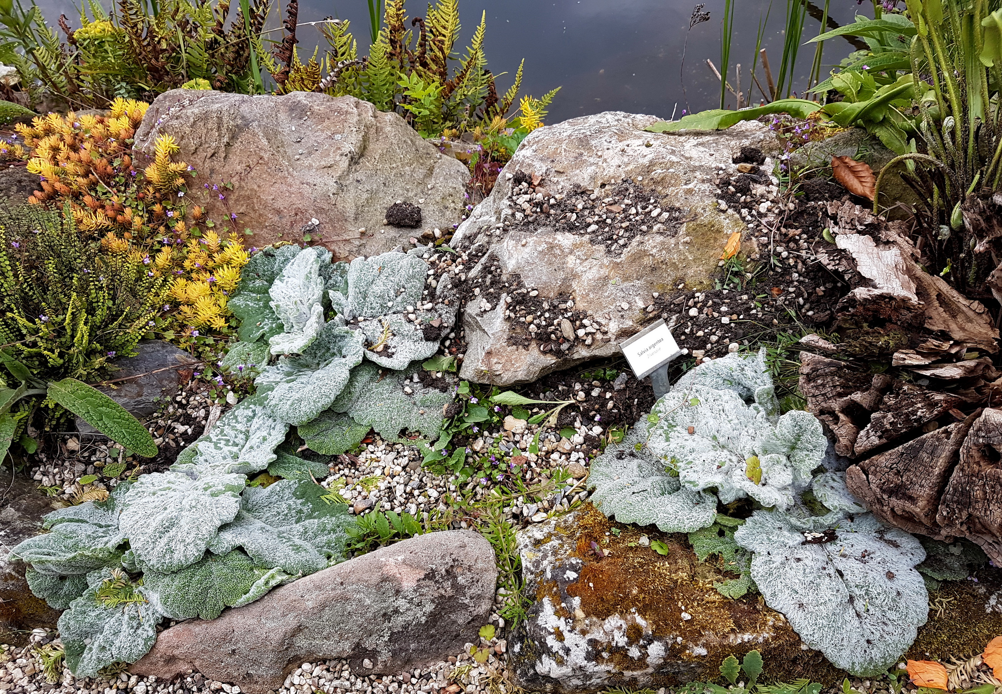 Silver Sage photo 7