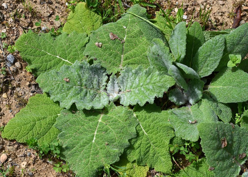 Silver Sage photo 2
