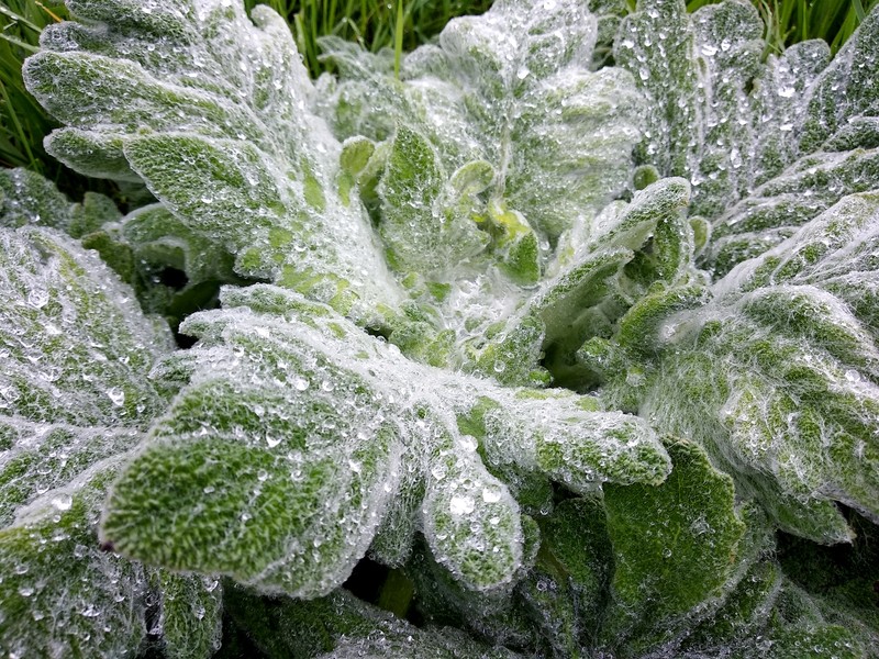 Silver Sage photo 3