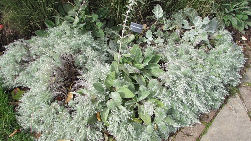 Silver Sage photo 8